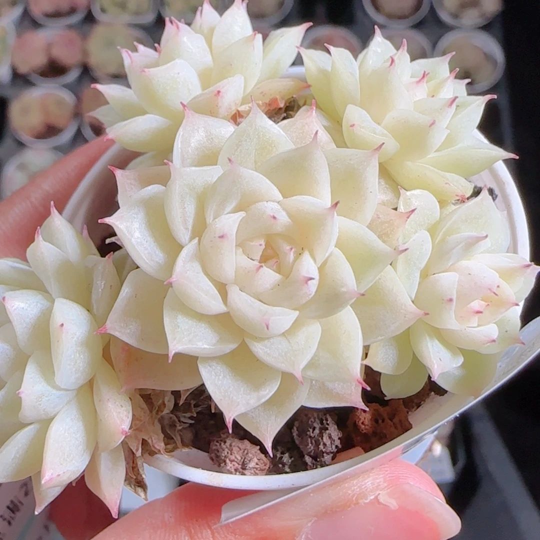 花语多肉1218-237散