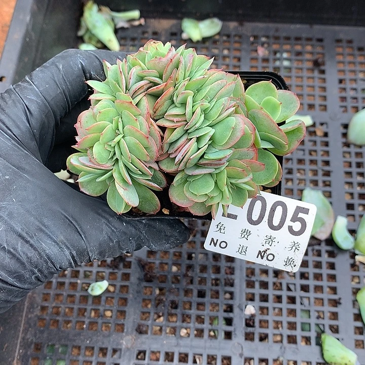 莫妮卡缀化 默认有侧切