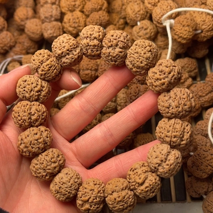 菩提尼泊尔大金刚爆肉梁龙牙梅花21+