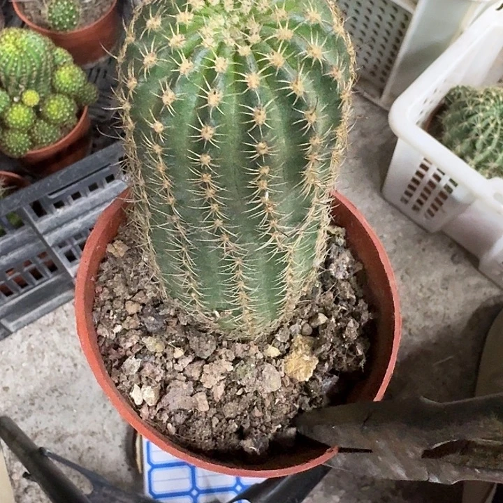 鱼***鱼无花朵丽花哈哈哈哈哈哈哈