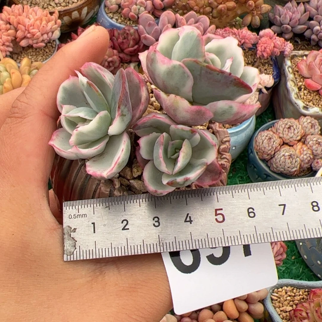 o****r697 多肉植物组合