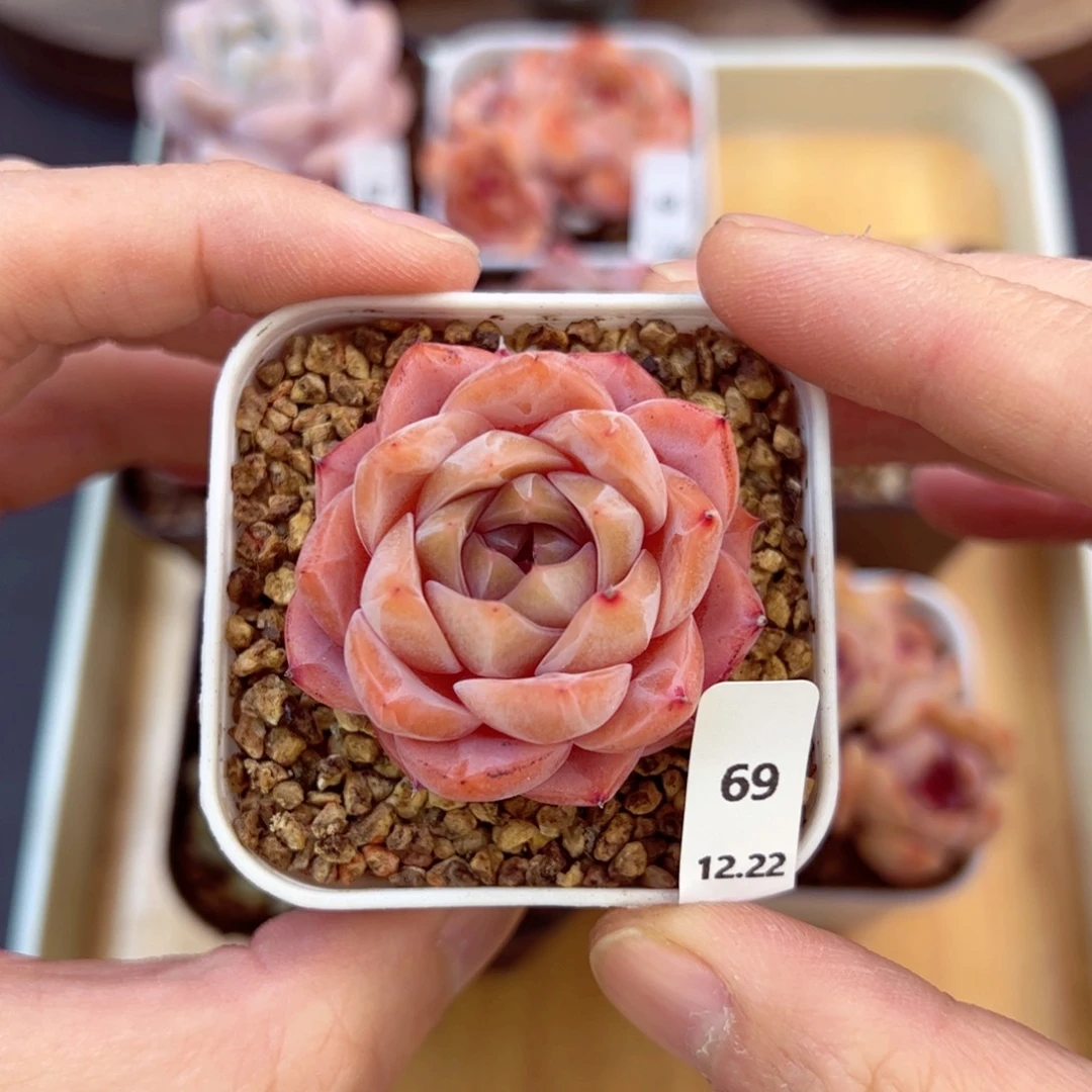 好好看69、哈哈哈哈