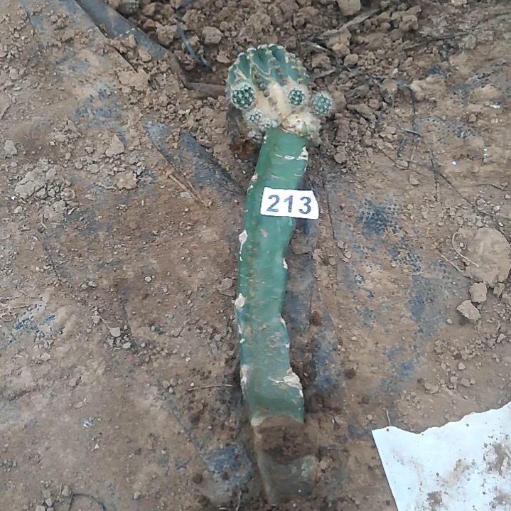 福袋丽花7-17-213