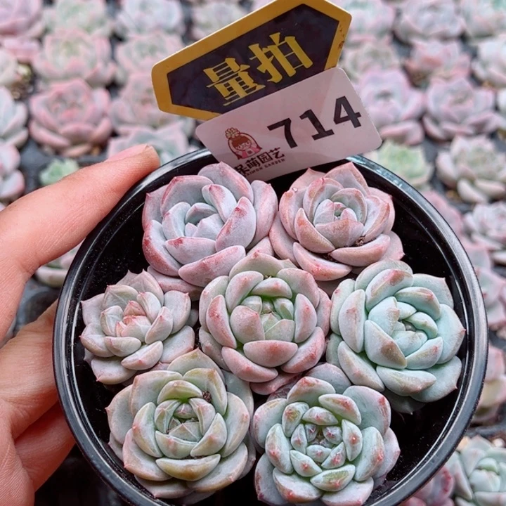 多肉植物多肉植物