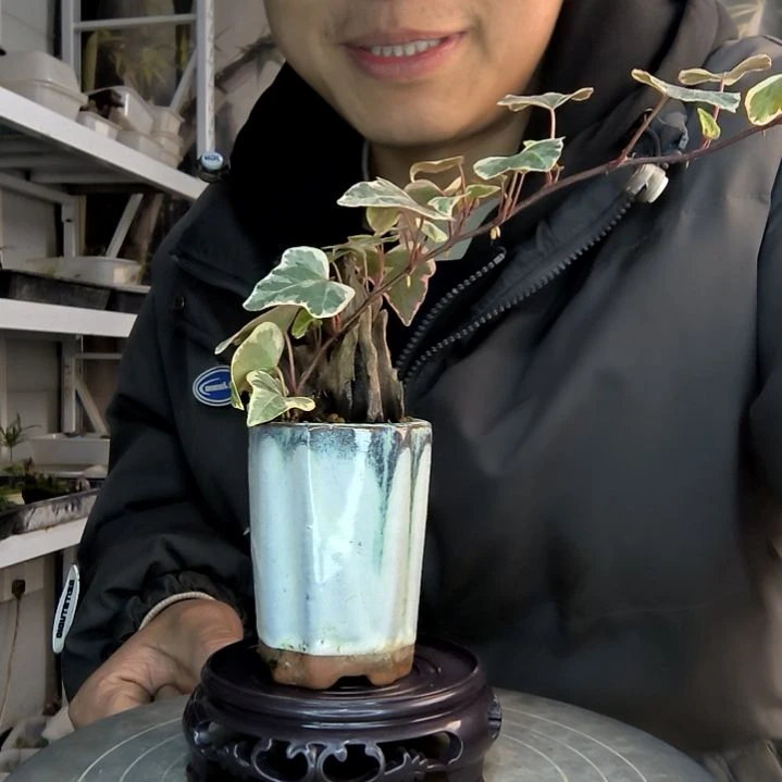 溪**草小盆景小植物一物一拍187