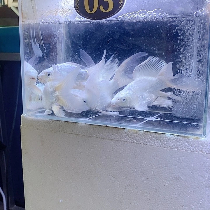 逗***主蝴蝶鲤五条蝴蝶鲤
