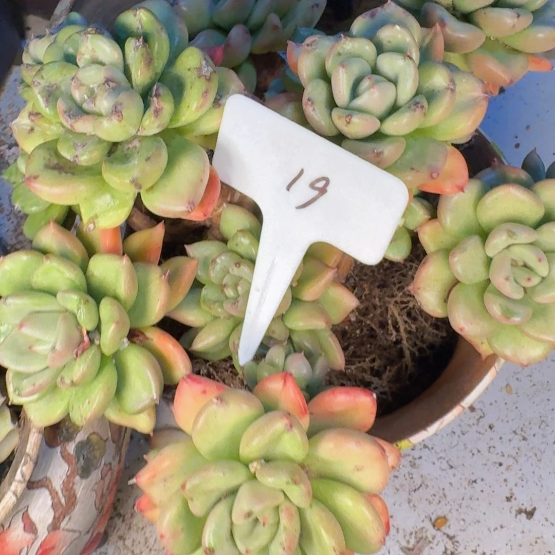 ****蒚多肉植物的生长发育与
