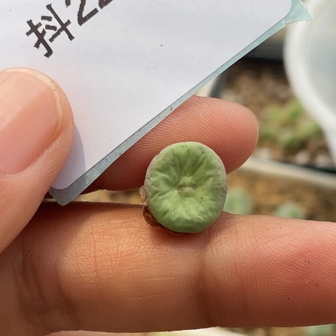 ****22-41肉锥多肉植物