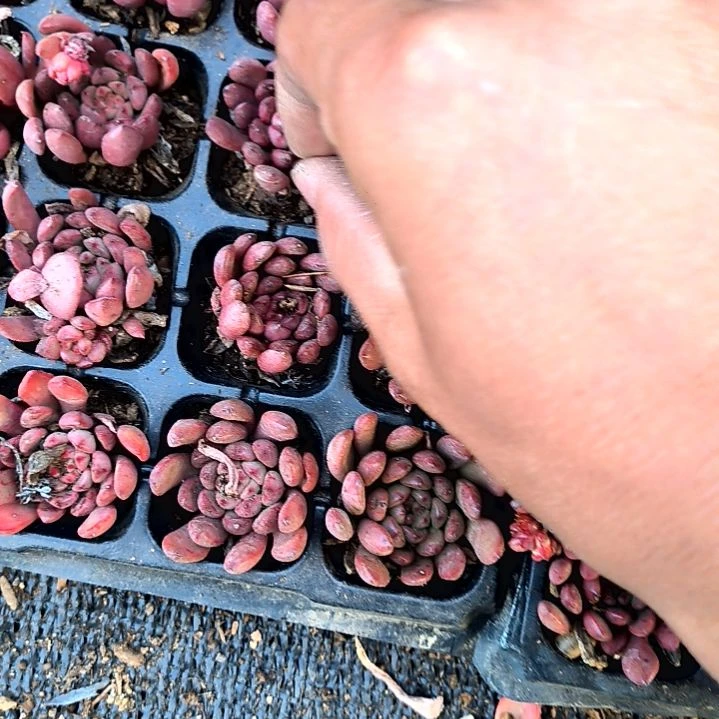 满6元包邮，红宝石俩颗