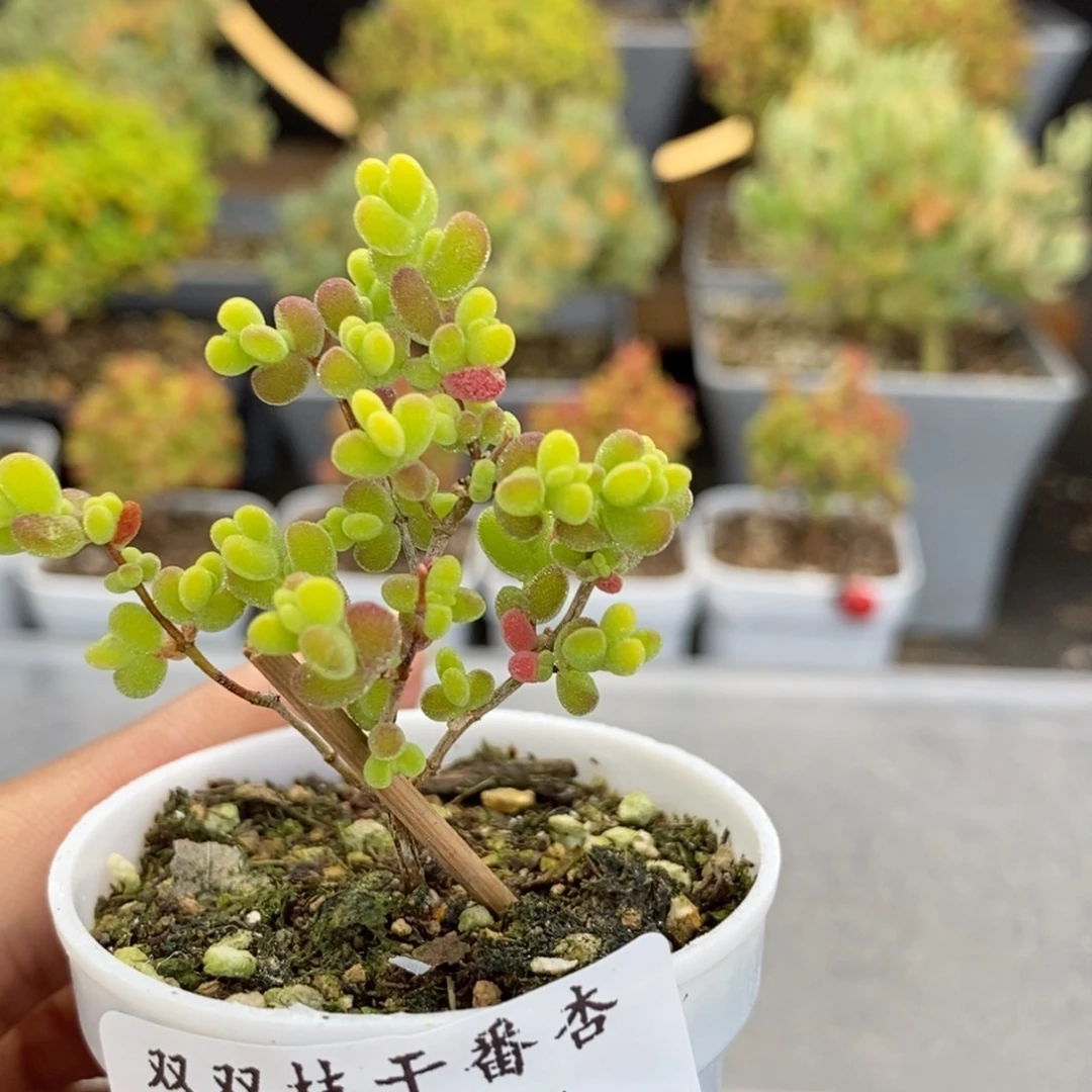 511莱斯锦。