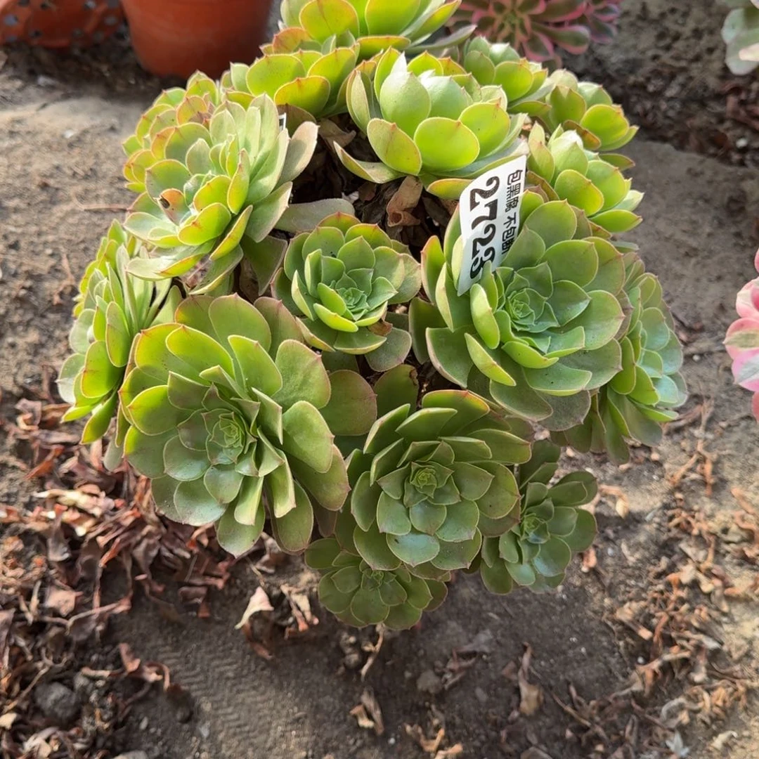 18-47法师万圣节2723