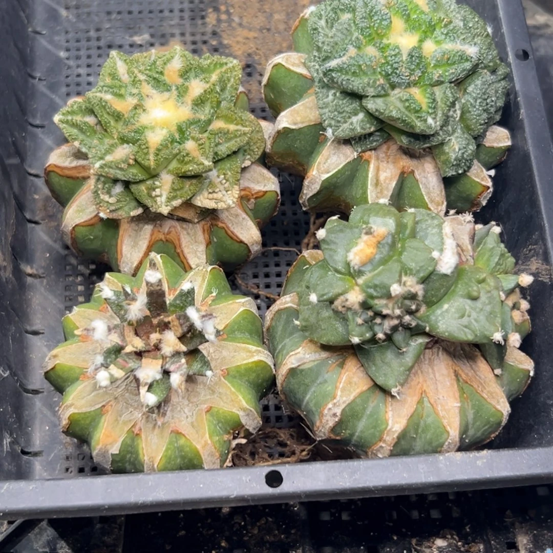 78 仙人球的比赛将