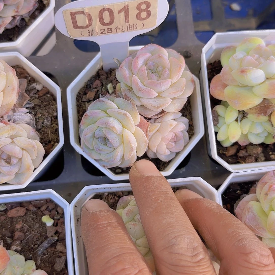 D018雪颜一物一拍