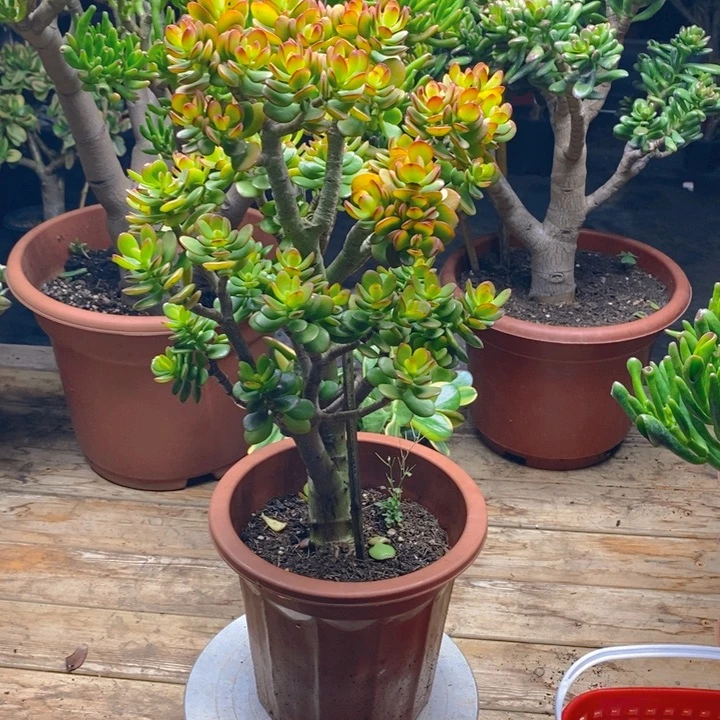 3689姬红花月一物一拍半土球