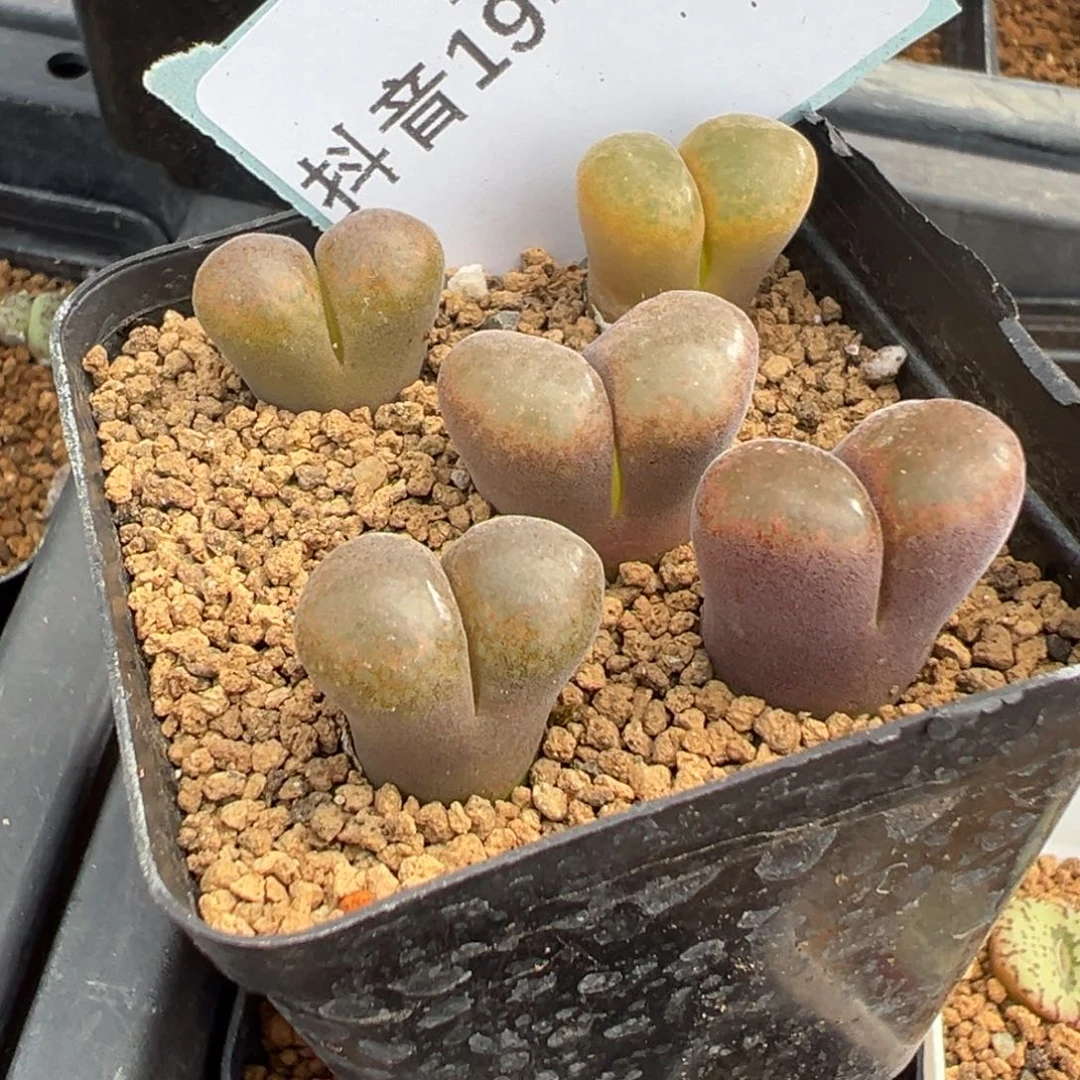 19-197肉锥多肉植物，
