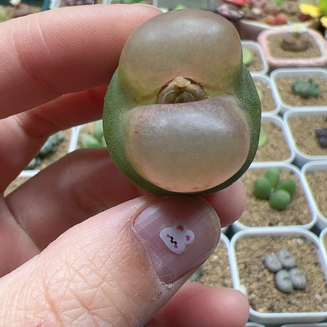 【闪购商品】281 大肚子