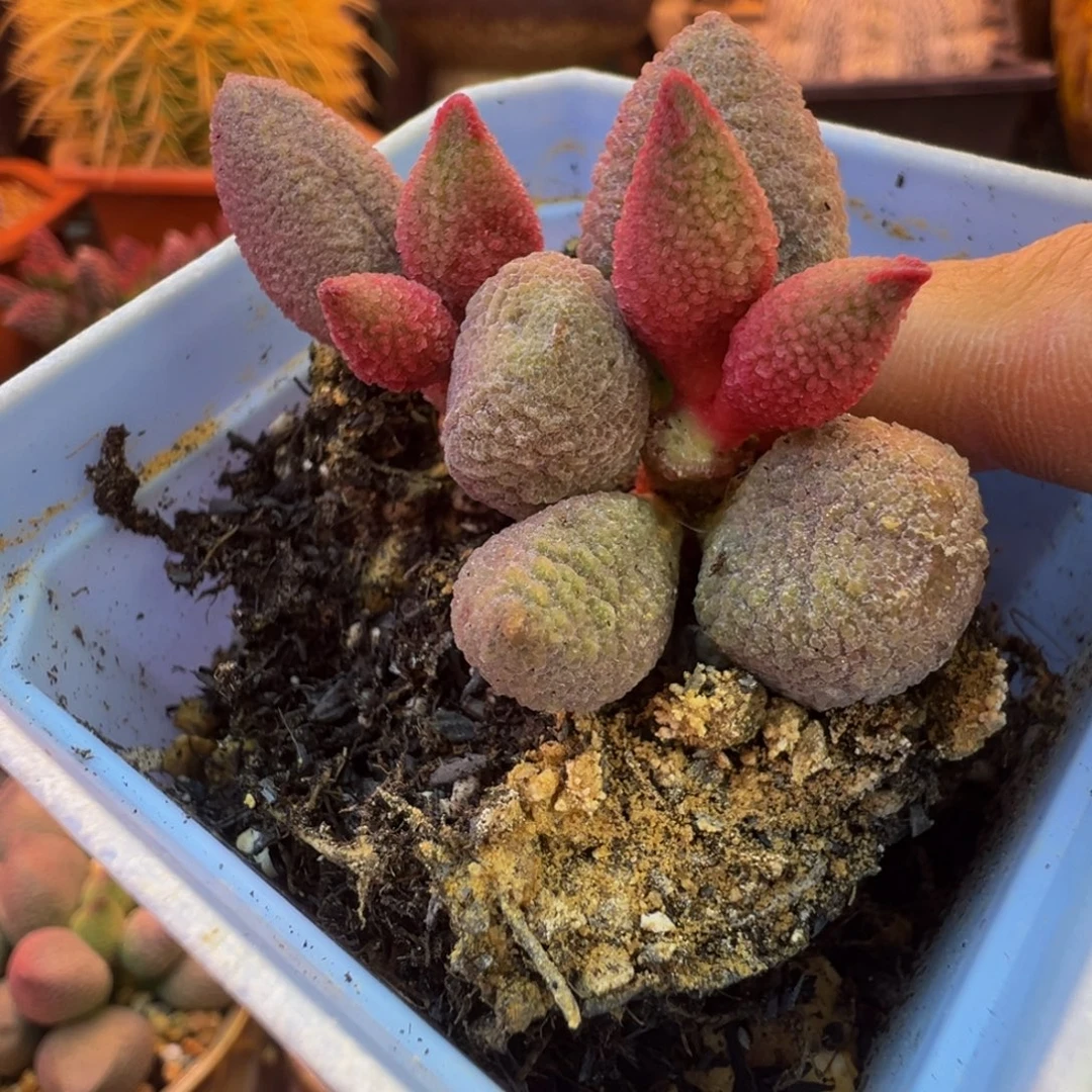 好吧好嘛好吧我的宝我