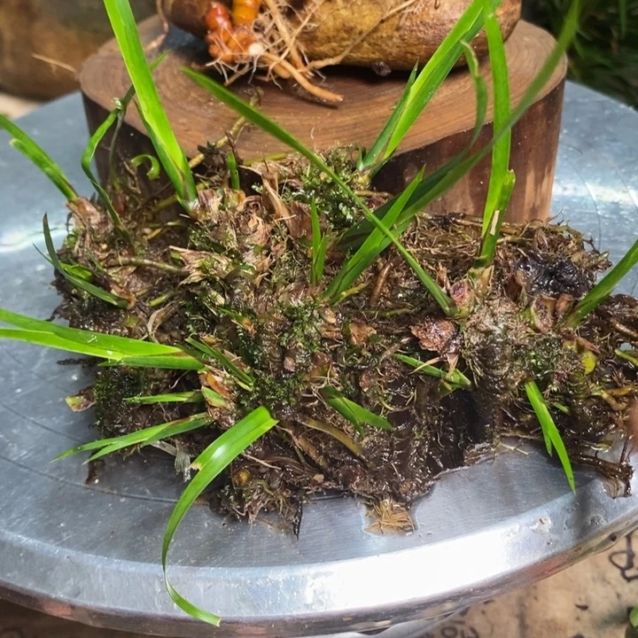 无花朵，*天菖蒲在哪啊怎么办你呢