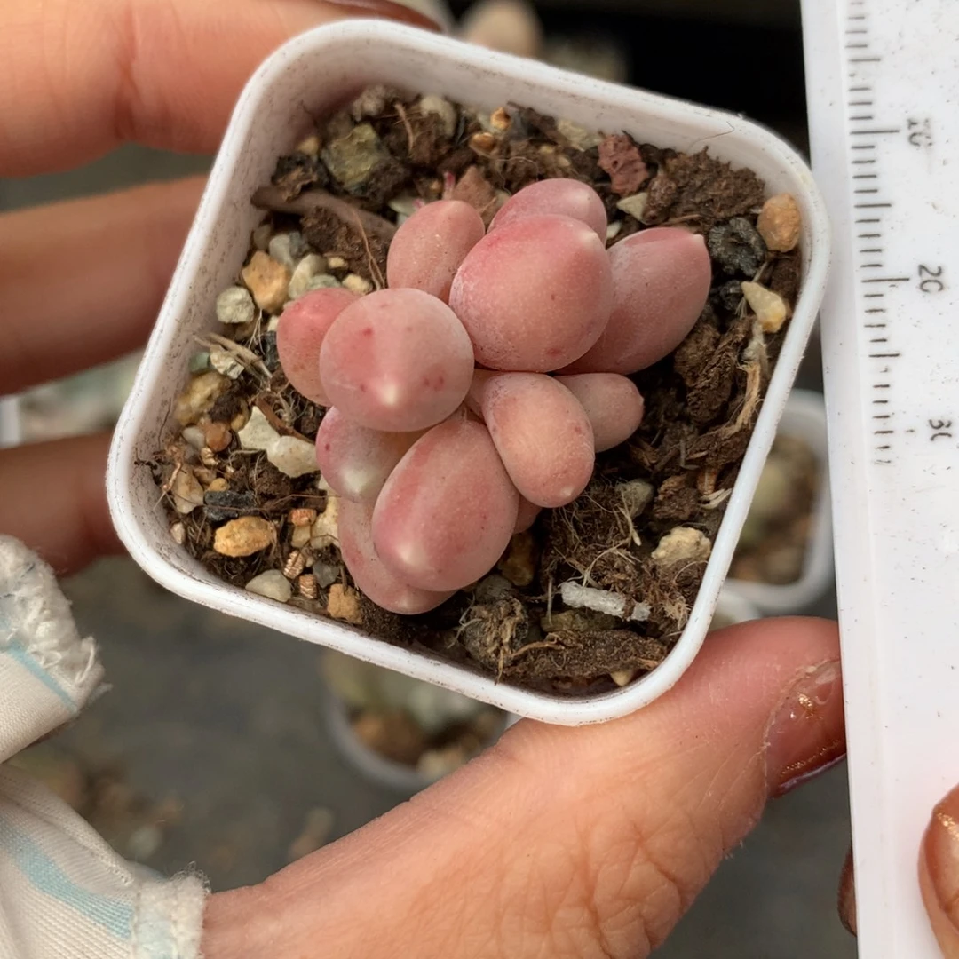 甜果和高后给哈更尴尬