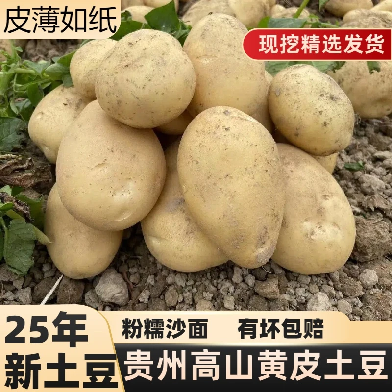 贵州新洋芋新土豆马铃薯黄肉土豆时令蔬菜小土豆闷土豆