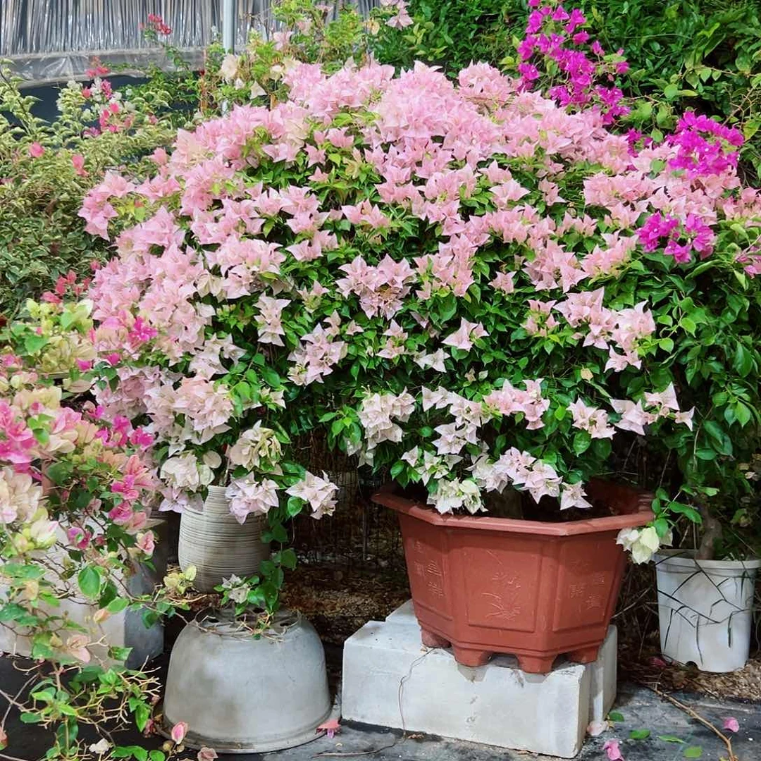 张***5完全开放三22222222