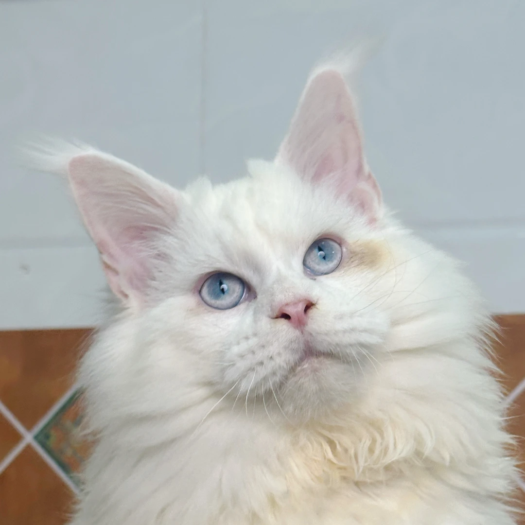 来了姊妹-纯白蓝眼缅因猫-弟弟-05