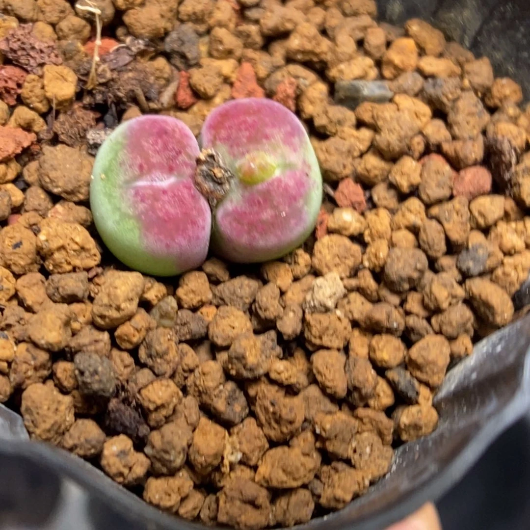 多肉植物肉锥杂交K-4615