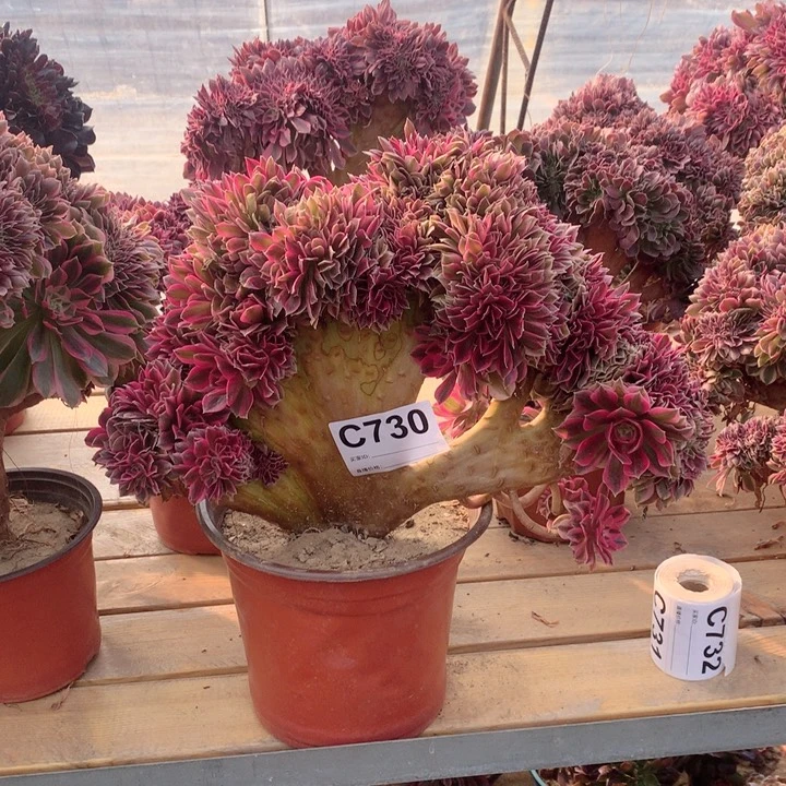 730粉女巫缀多肉法师