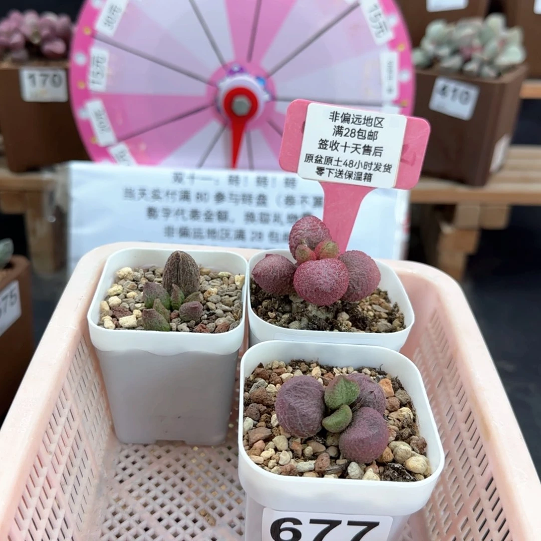 小*子677菩提糖果红烧肉多肉植物