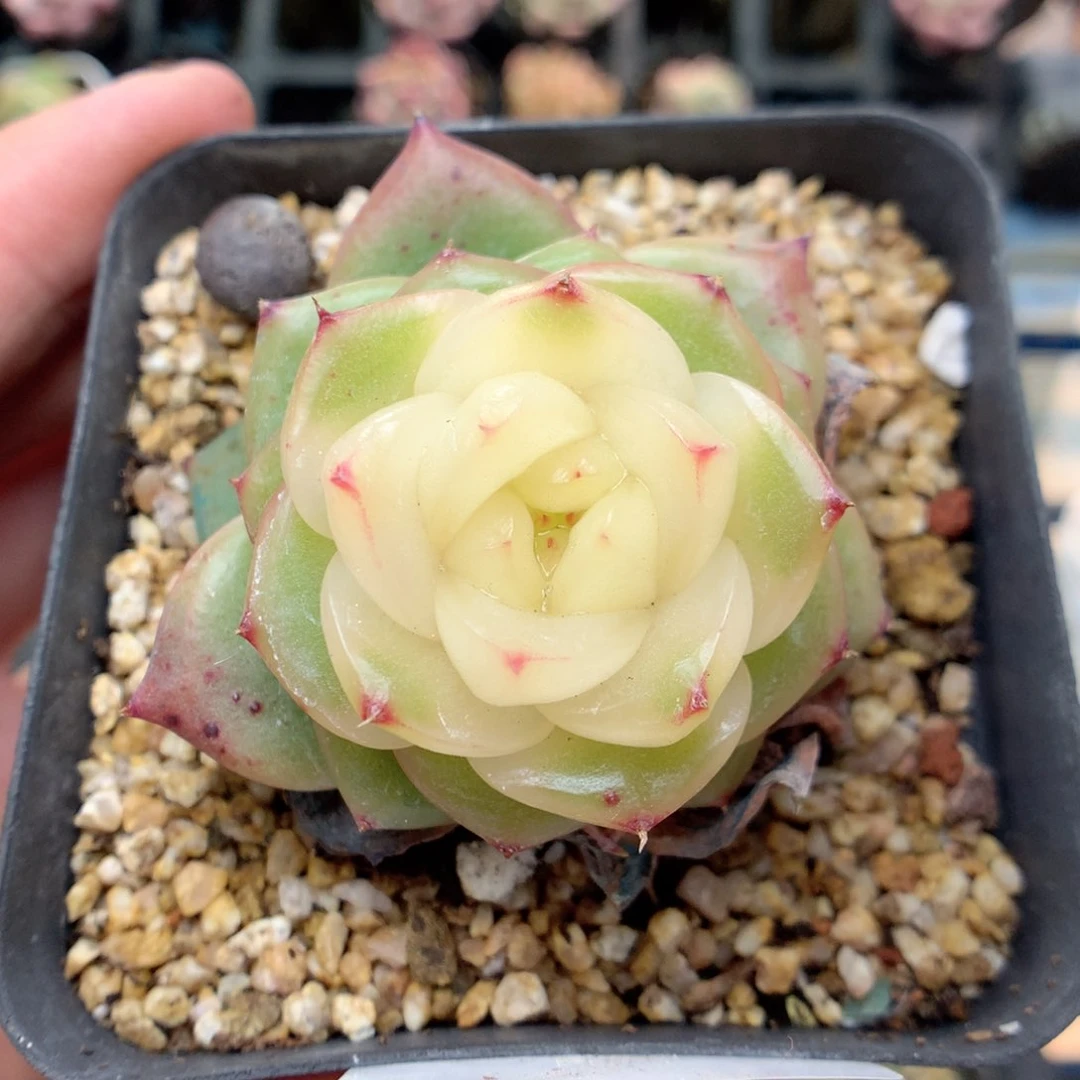 呼*睡G64 ，柿子多肉20包邮两天凑单