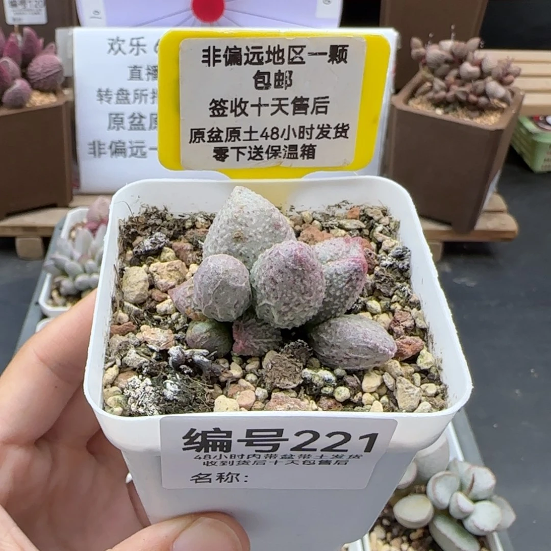 221翡翠哈莫杂多肉