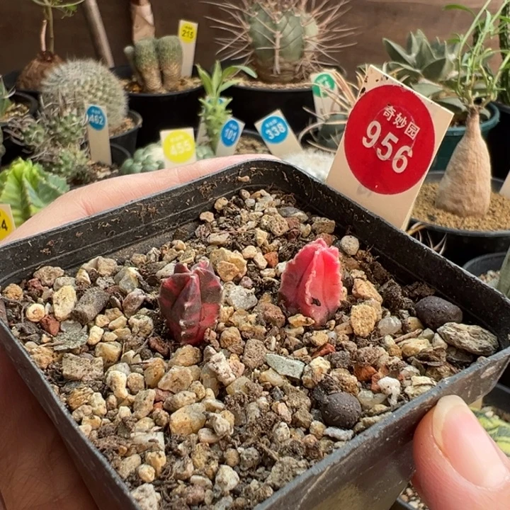 实生鸾凤玉锦两棵