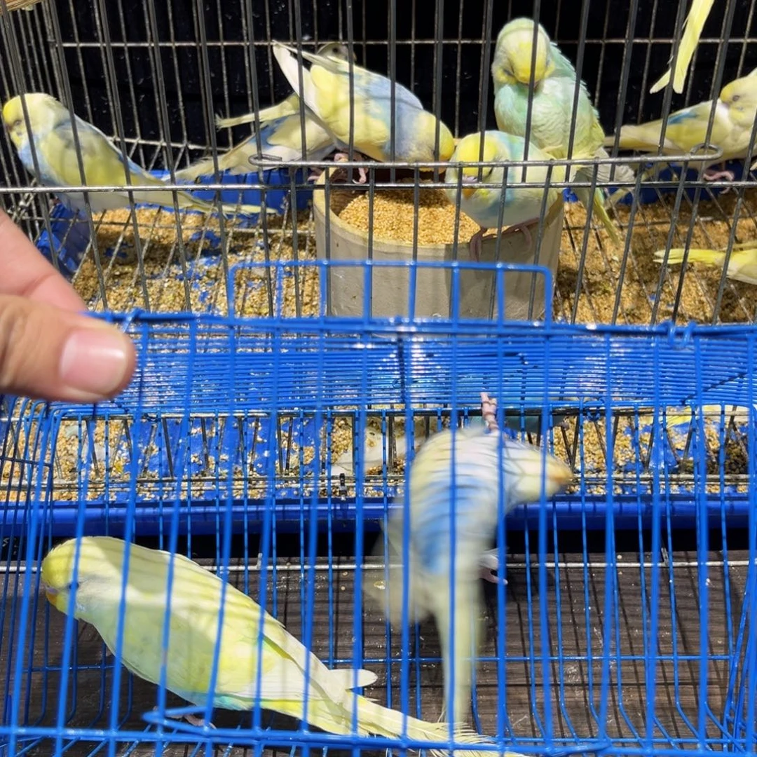 虎皮鹦鹉金彩虎皮鹦鹉显派隐派一对一物一拍不退换竞拍