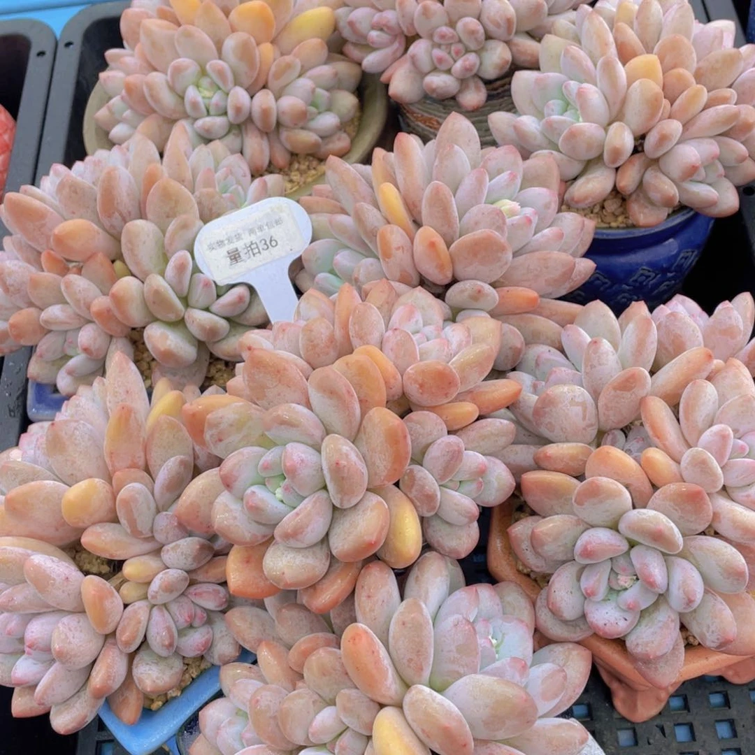 量拍36号母本老桩大香水群一个