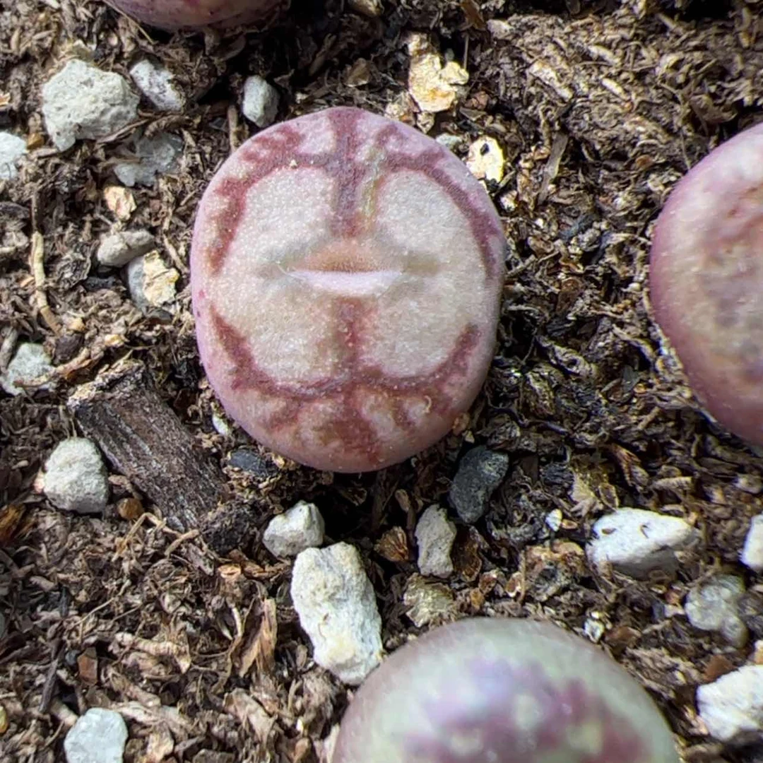 【闪购商品】00000004