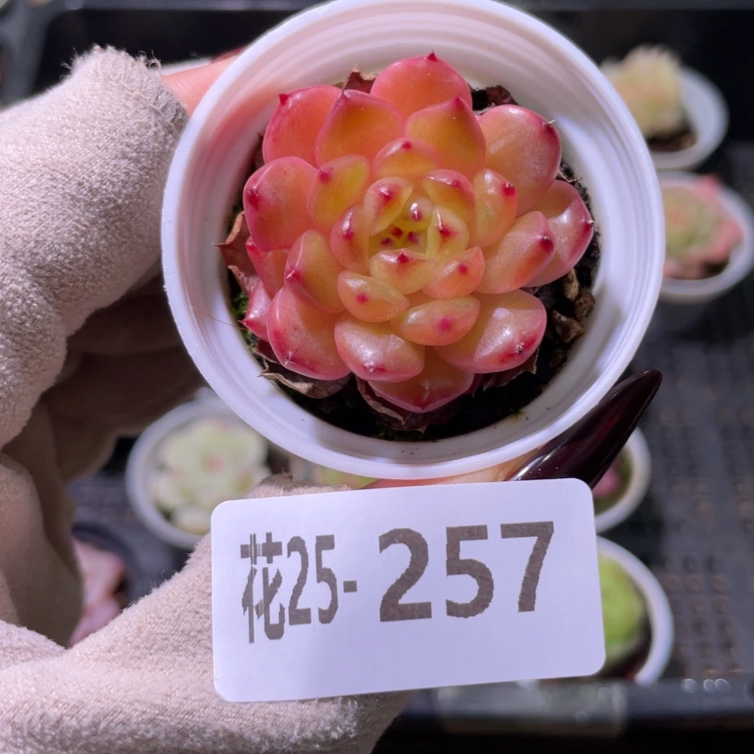 花利美25-257灵翠