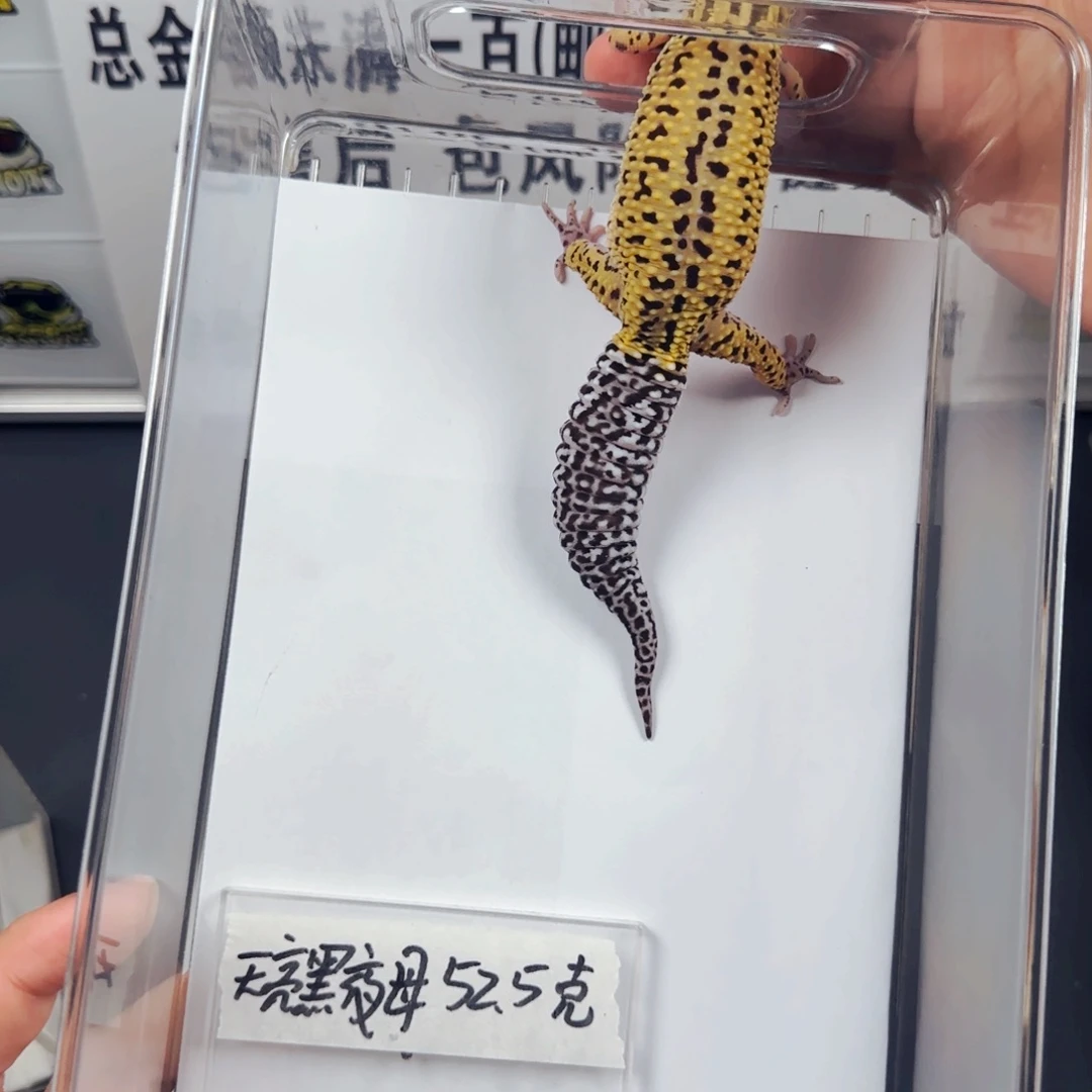 豹纹守宫黑夜天亮版