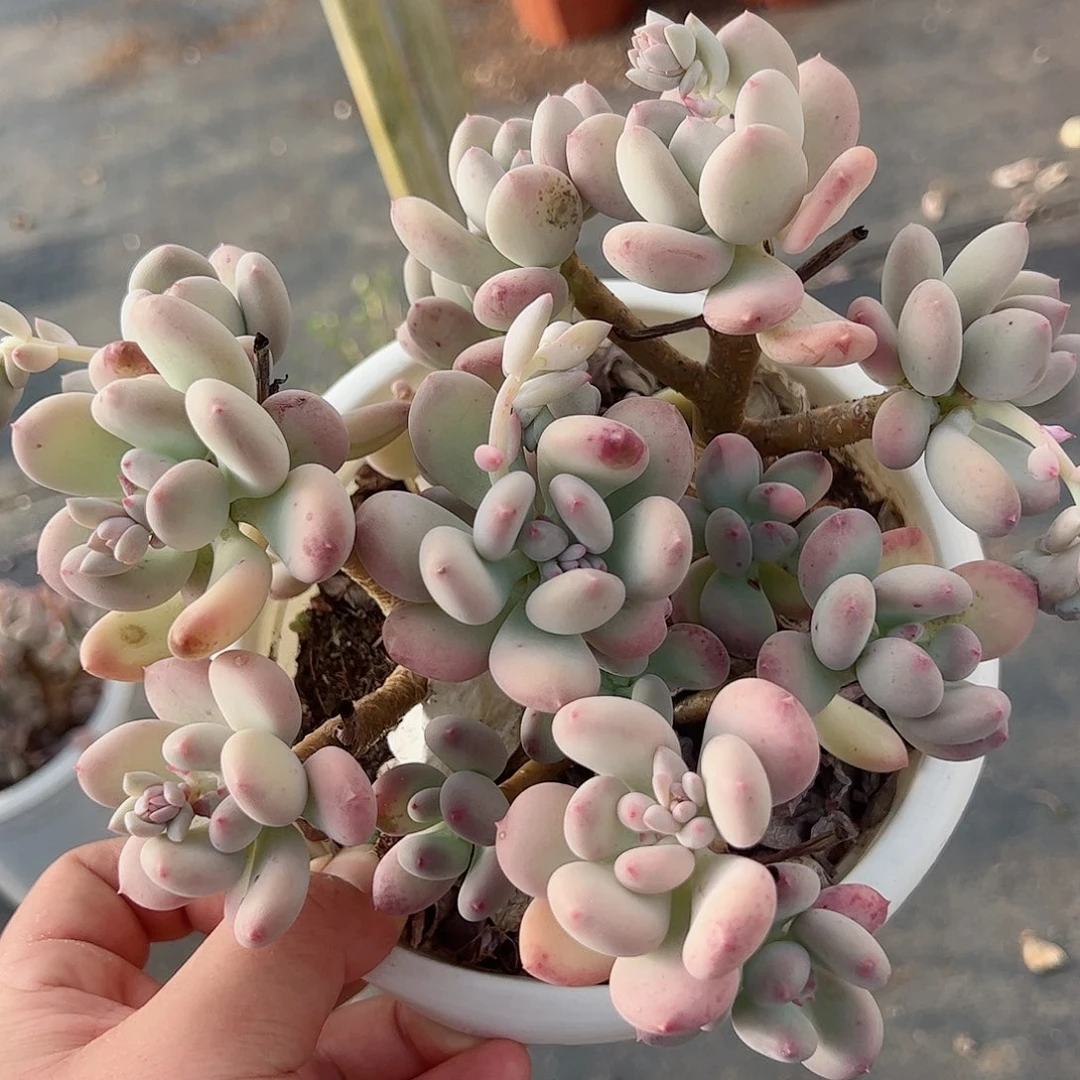 三日月美人整桩大盆