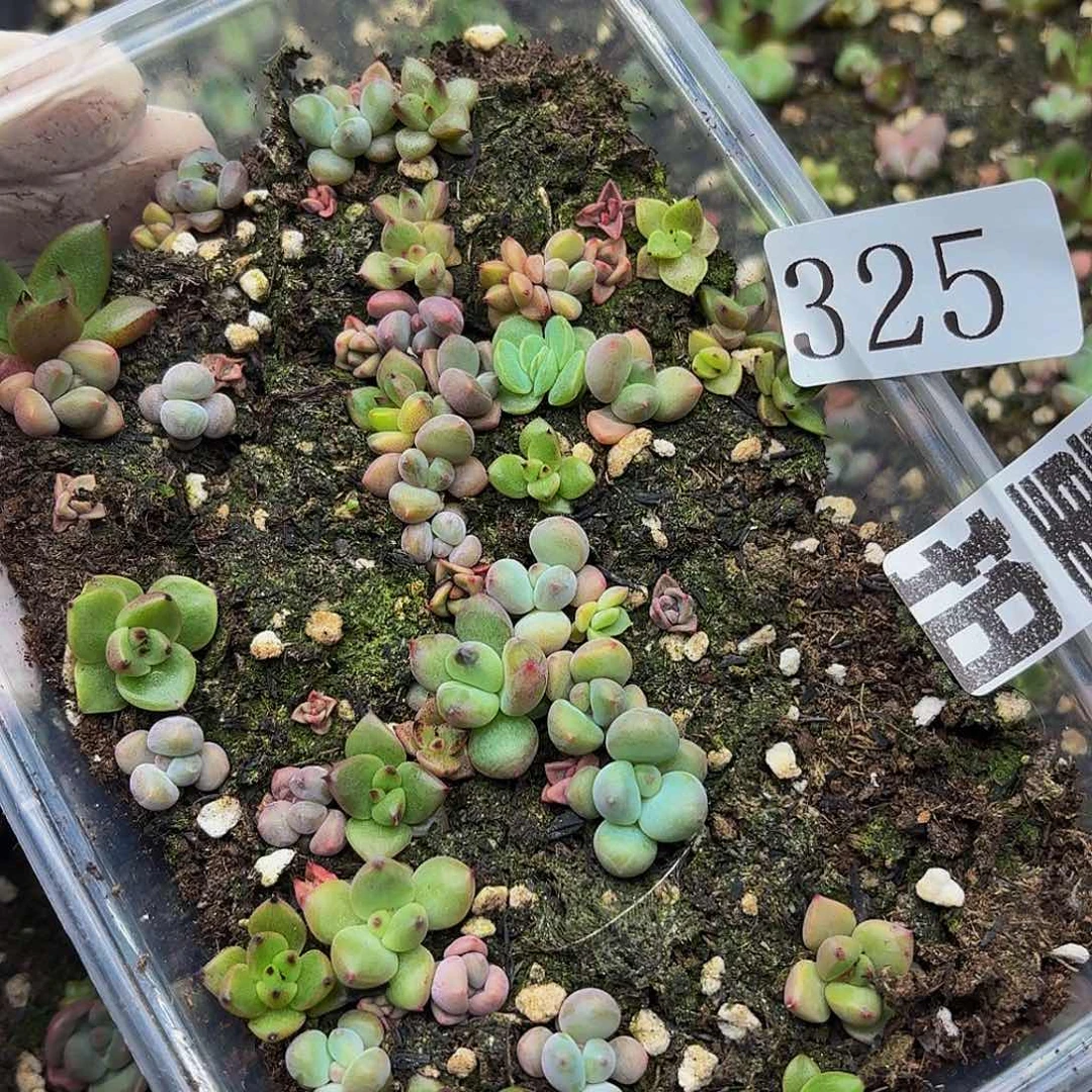 多肉植物多肉植物325量拍