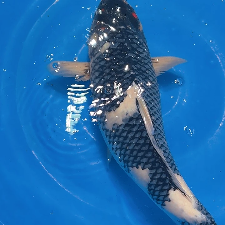 锦鲤大日超级怪兽昭和