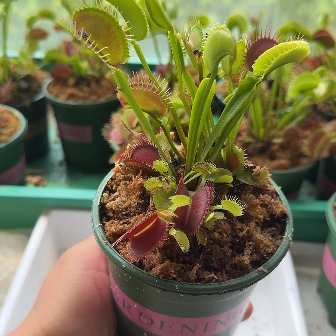 无花朵121捕蝇草21