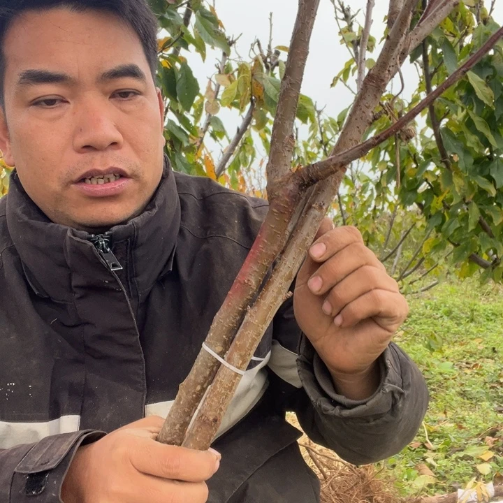 用****当前无花栽培后可以开花斯凯拉雷