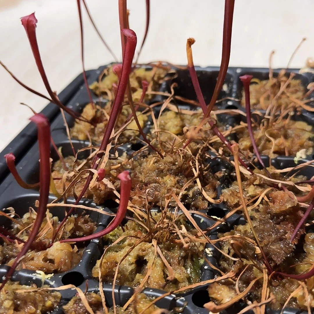 伸***主无花朵专拍遗产瓶子草