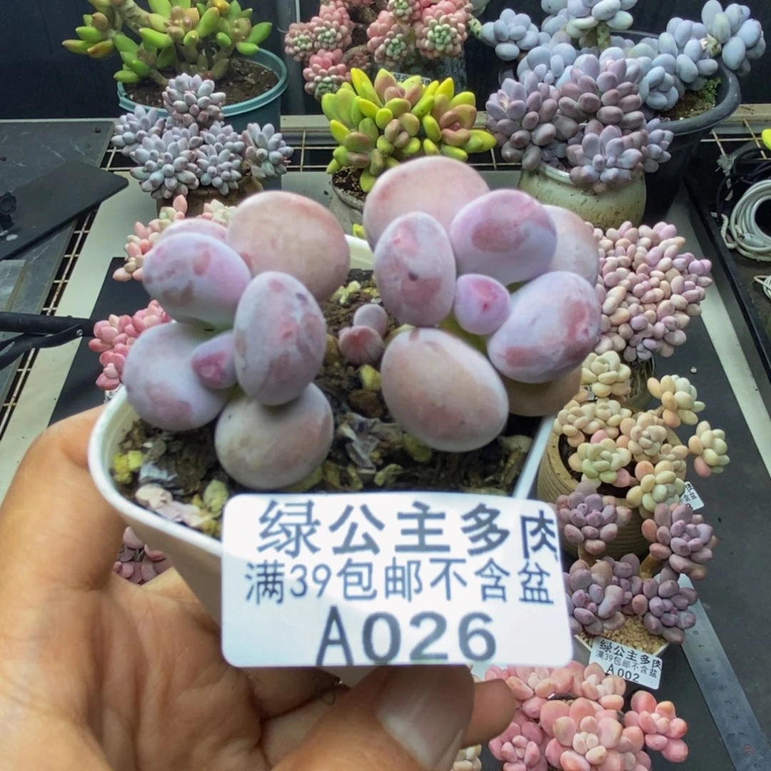 026糖豆奶多肉4c m