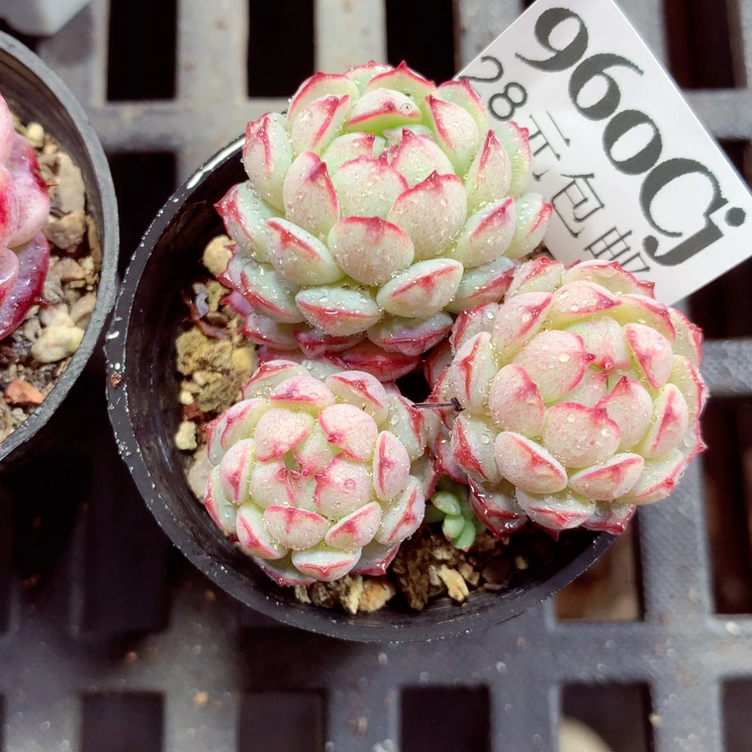 5厘米盆精控多肉960