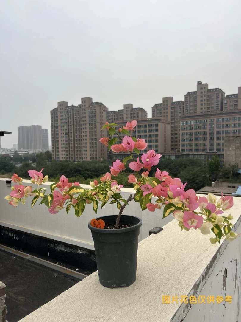 【金心橙白】【终身包对版】三角梅四季开花爬藤飘枝好养护【无售后】