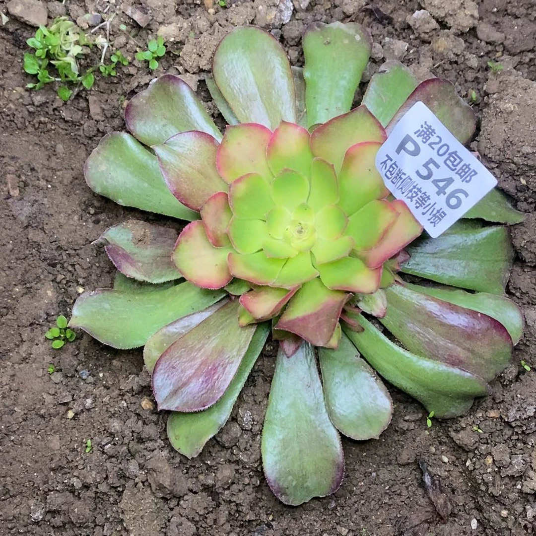 546红牡丹多肉法师锦