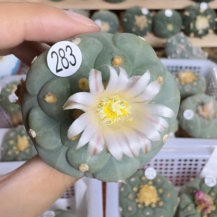 实生园艺观赏植物