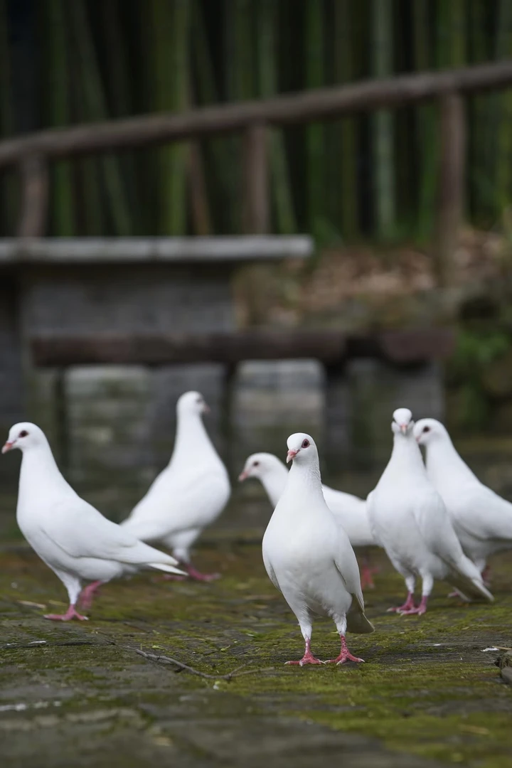5只 散养120天 农家散养鸽子现杀 飞天中鸽 炖汤 煲汤 清蒸 盐焗