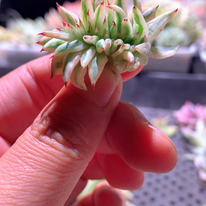 野生玛丽亚覆轮锦缀化砍头